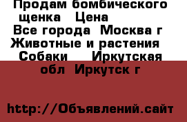 Продам бомбического щенка › Цена ­ 30 000 - Все города, Москва г. Животные и растения » Собаки   . Иркутская обл.,Иркутск г.